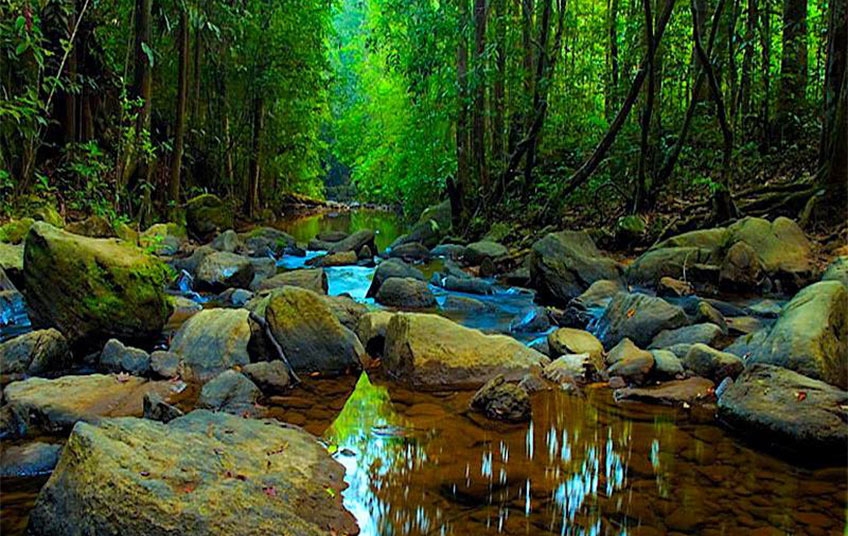 රජයේ ඉඩම්වල ඇති වනාන්තර රැසක් රක්ෂිත ලෙස නම් කිරීමට පියවර රජයේ ඉඩම්වල ඇති වනාන්තර රැසක් රක්ෂිත ලෙස නම් කිරීමට පියවර