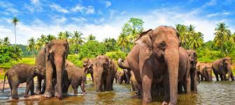 ජාත්යන්තර අලිඇතුන්ගේ දිනය අදයි ජාත්යන්තර අලිඇතුන්ගේ දිනය අදයි