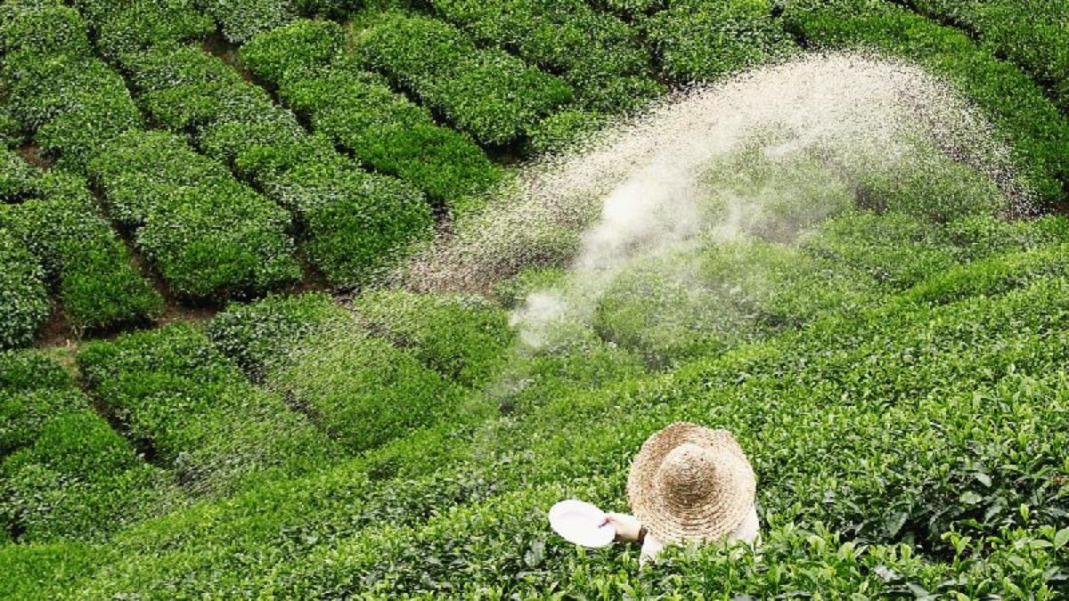 තේ වගාකරුවන්ට පොහොර ලබාදීම සඳහා නව ක්රමවේදය සති දෙකක් ඇතුළත තේ වගාකරුවන්ට පොහොර ලබාදීම සඳහා නව ක්රමවේදය සති දෙකක් ඇතුළත