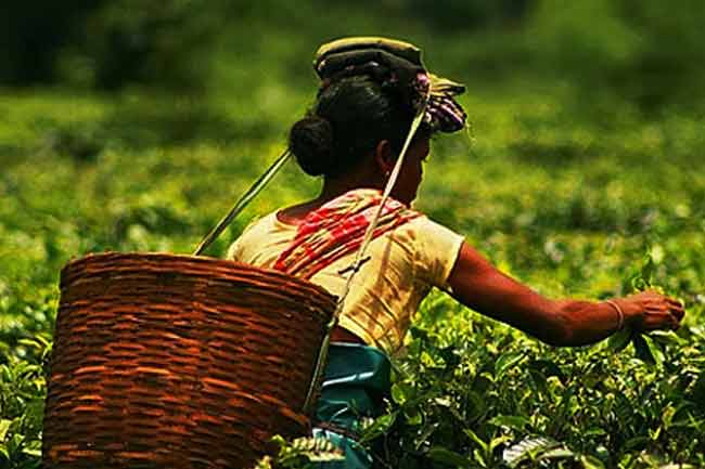 වතුකම්කරු වැටුප ගැන ජනතිගෙන් සහතිකයක්