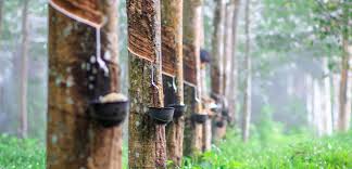 රබර් ඉඩම් සිතියම් ගත කිරීමේ වැඩසටහනක් රබර් ඉඩම් සිතියම් ගත කිරීමේ වැඩසටහනක්