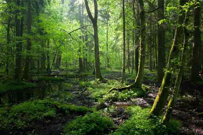 වන සුරැකුම මෙහෙයුම් ඒකකය අද සිට වන සුරැකුම මෙහෙයුම් ඒකකය අද සිට