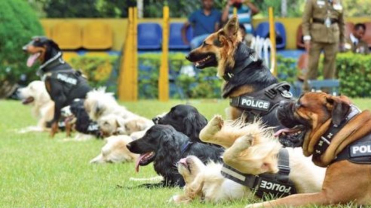 පාසල්වල මත්ද්රව්ය සෝදිසි කිරීමට පොලිස් සුනඛයින් පාසල්වල මත්ද්රව්ය සෝදිසි කිරීමට පොලිස් සුනඛයින්